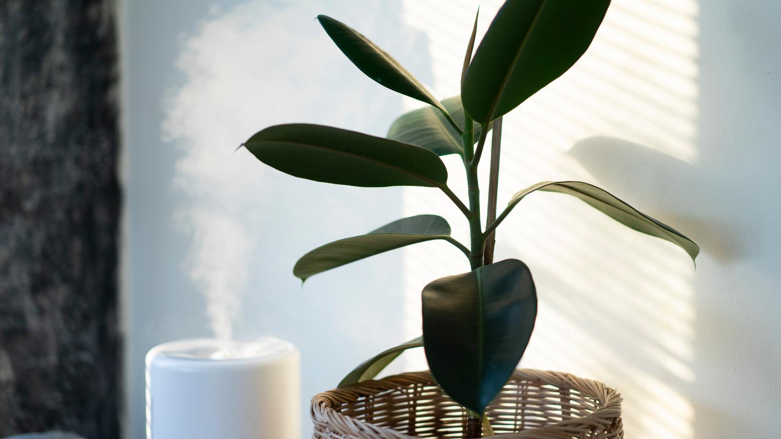 How to Change Indoor Humidity Levels