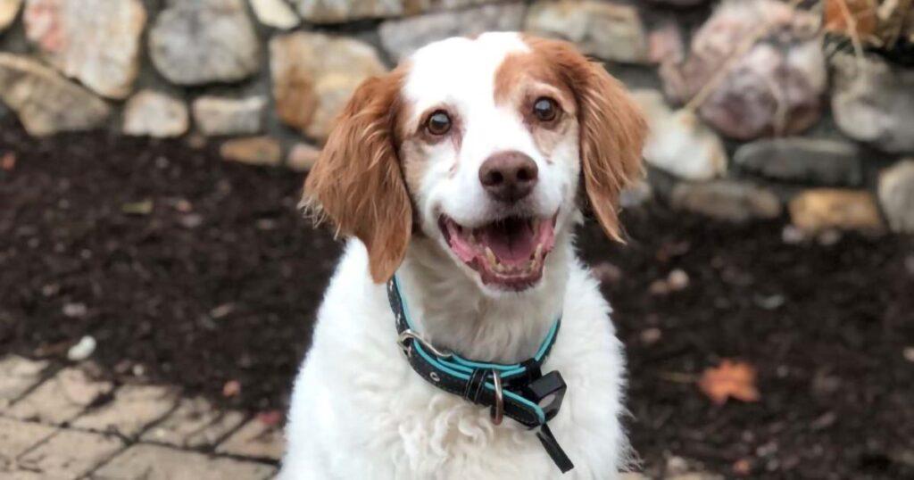 A dog with a blue collar sits outside and poses for the camera.