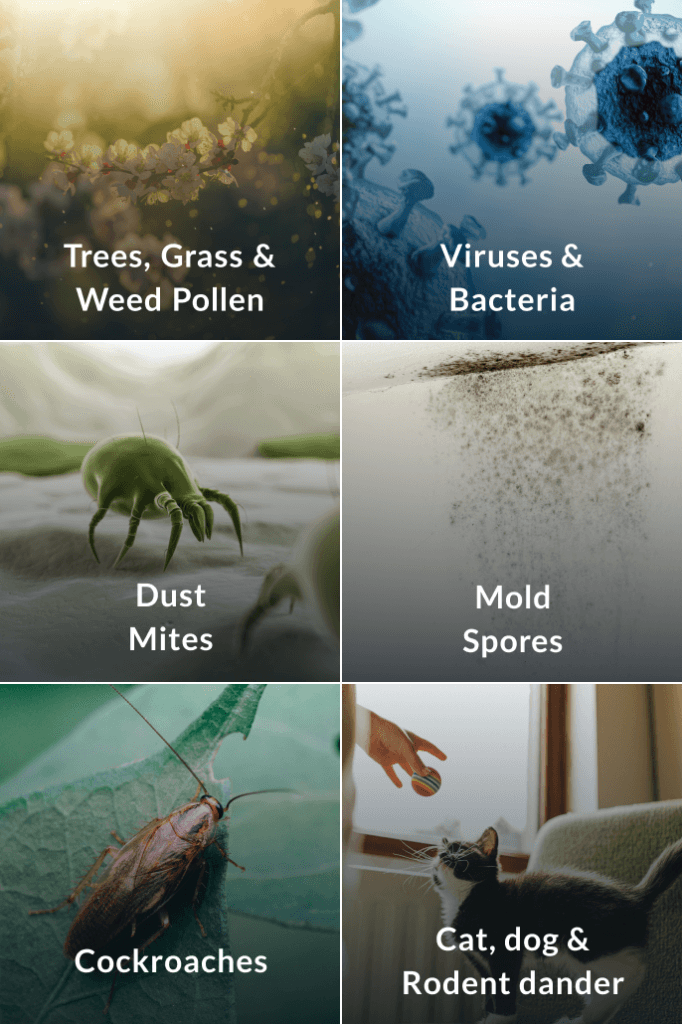 There are six most common indoor and outdoor allergy triggers: trees, grass and weed pollen; viruses and bacteria; mold spores; dust mites; cockroaches; cat, dog and rodent dander.